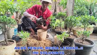 CARA MEMINDAHKAN TANAMAN HIAs BONSAI KIMENG !!