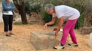 How to use a multi-cat trap | Kalymnos Cat Project