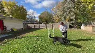 Weave Poles Session 3