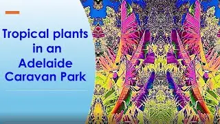 Tropical Plants in an Adelaide Caravan Park