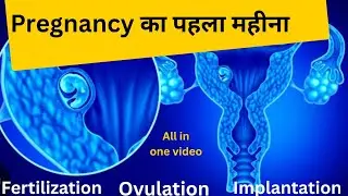 Pregnancy का पहला महीना ovulation fertilization implantation #pregnancy #ovlution #pregnant