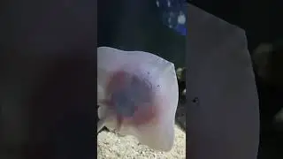 Cutest baby ray skate fish - Rochen Haus des Meeres