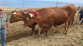 Live Bois Pra Terra Semear Milho com bois Ramo Grande  Ajuda Bretanha 26.04.2025