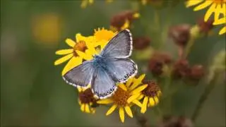 Chalkhill Blue Butterflies