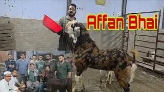 Affan Bhai Ka Toofan | Saste Main Gujri Goats Aur Palehue Bade Bakre Bhiwandi Maulim Goat Farm.