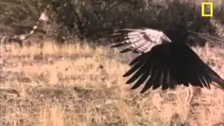 Falco cattura un serpente a sonagli