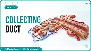 11. Собирательный каналец: типы клеток и гормоны, синдром Лиддла, синдром Конна (Часть 1)