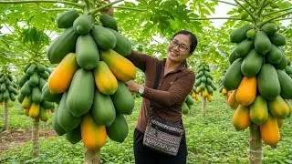 Papaya Perfection: A Slice of Tropical Delight