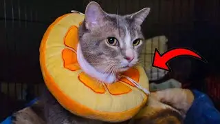 This Adorable Soft Kitty Cone Will Keep Your Cat Safe!