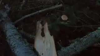 Token Farms: Token and Dan vs The Tree