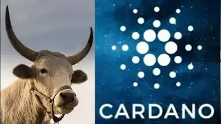 Обновление информации о запуске основной сети Cardano ADA Shelley!