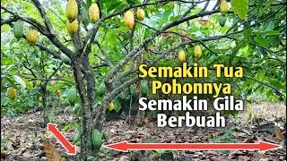 Jarak Tanam Paling ideal Untuk Tanaman Kakao, 10 Tahun Ke Atas Buahnya Semakin Menyala❗