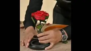How to make glue a big preserved rose and put preserved rose in a glass dome