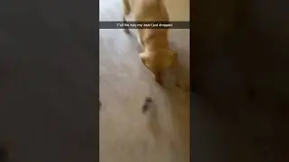 Owner freaks out after dog has rat in it's mouth