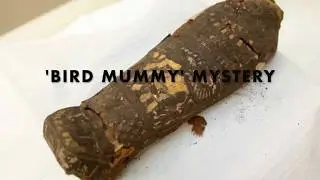 'Bird mummy' mystery - solved
