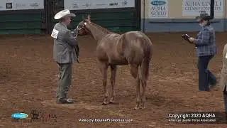 2020 AQHA Weanling Colts