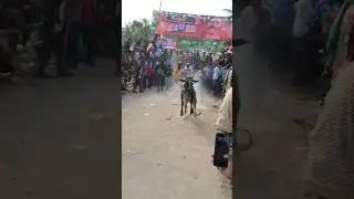 😍BSA AMMU Express 10:49 😱⚡💯💥#viral #jallikattu #viralshort #shorts #ytstudio #cowlover #viralreels