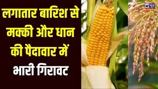 Mandi :  प्रदेश का कृषि क्षेत्र बुरी तरह प्रभावित | India News Himachal Pradesh