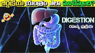 How the Human Digestive System Works | Simple Explanation with In Telugu 