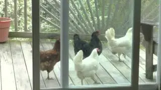 Nora's Ark Inc East Concord NY 14055