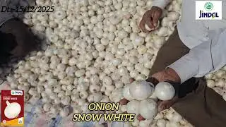 Jindal seeds Onion SNOW WHITE in saurashtra area. #agriculture #progressive #farmer