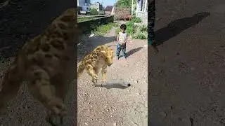 tiger 🐅🐯🐅 eating goat 🐐🐐 #baby #tiger #goat #little_mrb #youtubeshorts #shorts #viral #trending