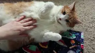 Cat Belly Is A Trap