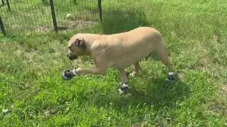Best Dog Shoes for Hot Pavement & Snow? Full Paw Protector Review!