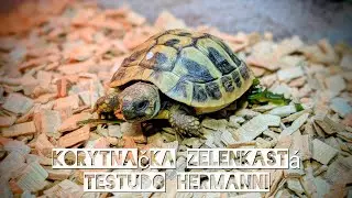 Korytnačka zelenkast&aacute; (Testudo hermanni) - PEPE