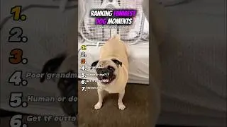 Ranking Funniest Dog Moments