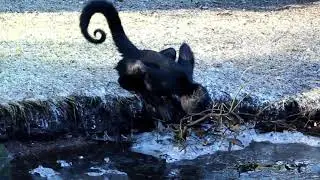 Colombian Black Spider Monkeys Investigating Ice