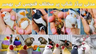 Visited Madni Birds Shop Multan all sparrow |￼ Finches available here