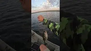 . #googanbaits #bassfishing #googanrods #fishing