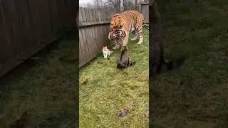 UNBELIEVABLE: Fearless House Cat Takes On A GIANT Tiger! 🐯😱