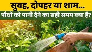 सुबह, दोपहर या शाम...पौधों को पानी देने का सही समय क्या है? जानिए | Podho Ko Pani Kab Dena Chahiye