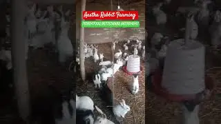 The Ultimate Guide to Rabbit Farming Breeds in India