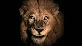 1 eyed king 👑 Mapoza🏴&zwj;☠️#shorts #lion #mapoza#fypシ #bigcats