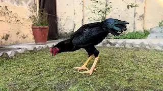 Beautiful young stag from Kalay nawab blood line. Aseel Bird.