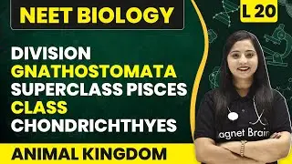 Division Gnathostomata, Superclass Pisces, Class Chondrichthyes | Animal Kingdom -L20 | NEET Biology