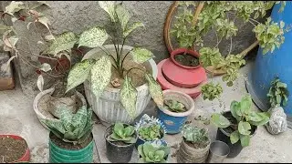 Gardening time day - 33