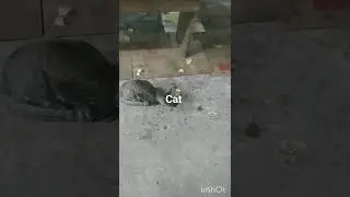 🐈Cat Eating Chips # Shorts # gone viral 🙂🙂