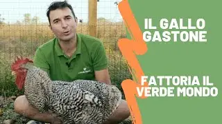 Il Gallo Gastone | Fattoria Il Verde Mondo