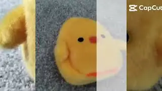 Edit about a little chicky