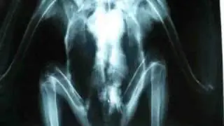 Eagle rehabilitation