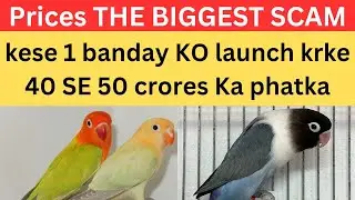 Lovebirds PRICES THE BIGGEST SCAM in Pakistan | 26 September 2024