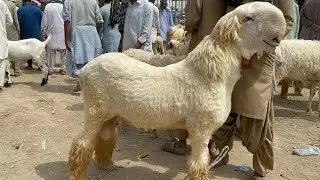 3 January 2026 | Dera Ghazi Khan Mundra market ki new update | goat and sheep market in Pakistan 
