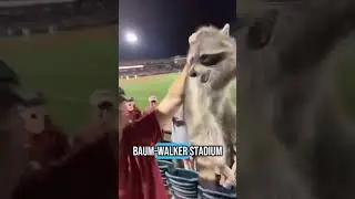 Arkansas Fan Escorts Raccoon Out of 2022 Razorbacks Baseball Game With His Bare Hands  🦝