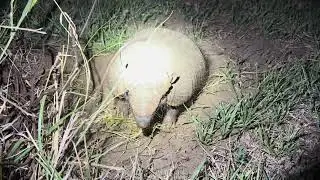 Peludo encandilado 
