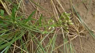 Surrender to the Serenity of Canadian Fleabane