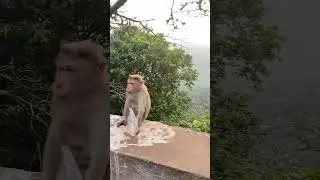 Cute monkey eating chips on the mountain #cute #monkey #baby #cute #nature #eating #chips